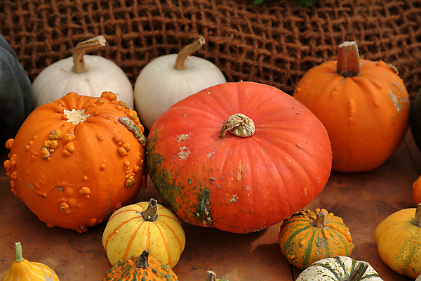 포토 JPG 해외이미지 식물 계절 음식 백그라운드 잎 밭 농업 채소 과일 자연 호박 휴가 건강 사람없음 야외 농작물 컬러풀 농장 환경 정원 할로윈 수확 침대 신선 큼 먹기 계산대 심볼 유기농 날것 박 스쿼시 내추럴 뒤뜰 생태학 숙성 특별함 해외포토 웰빙 교육 산업 스포츠 컬러 가구 컨셉 모션 구기 크기 생태계 파일형식 이미지허브