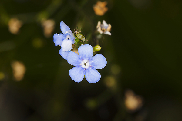포토 JPG 해외이미지 꽃 자연 사람없음 파란색 뷰티 봄 들꽃 제비꽃 노루귀 취급주의 해외포토 식물 계절 컬러 경고 생태계 파일형식 이미지허브