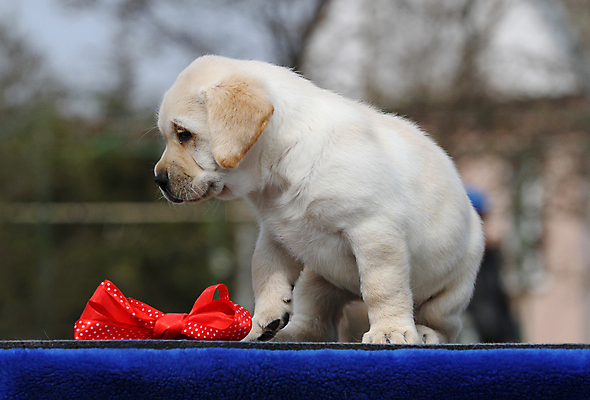 포토 JPG 해외이미지 응시 행복 어린이 놀이 탁자 사람없음 파란색 반려동물 노란색 귀여움 기쁨 개 리트리버 달콤 강아지 래브라도리트리버 위치 창백 기르기 유래 해외포토 동물 시선 감정 컬러 가구 컨셉 포유류 사람 맛 돌봄 파일형식 이미지허브