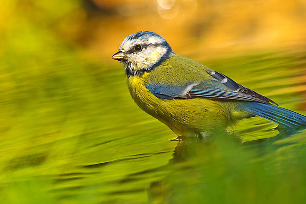 포토 JPG 해외이미지 동물 유럽 음료 야생동물 자연 조류 사람없음 초록색 물 환경 목욕 젖음 다양 연못 스페인 보호 숲 갈증 깃털 생태계 생물학 부리 서식지 동물상 무료 보호구역 생태학 해외포토 자연요소 교육 나라 컬러 다수 컨셉 조형물 청결 구역 파일형식 이미지허브