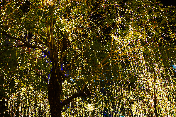 포토 JPG 해외이미지 나무 행복 줄 크리스마스 전구 불 휴가 휴식 매달리기 사람없음 야외 장식 빨간색 빛 노란색 파티 정원 축제 램프 축하 야간 저녁 오브젝트 주도 해외포토 자연요소 식물 기념일 감정 컬러 컨셉 모션 조명 이벤트 예절 파일형식 이미지허브