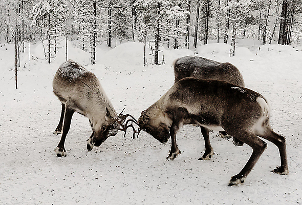 포토 JPG 해외이미지 주간 유럽 야생동물 겨울 사슴 뿔 핀란드 세마리 사람없음 야외 숲 싸움 해외포토 자연요소 동물 계절 나라 포유류 모션 북유럽 3 파일형식 이미지허브