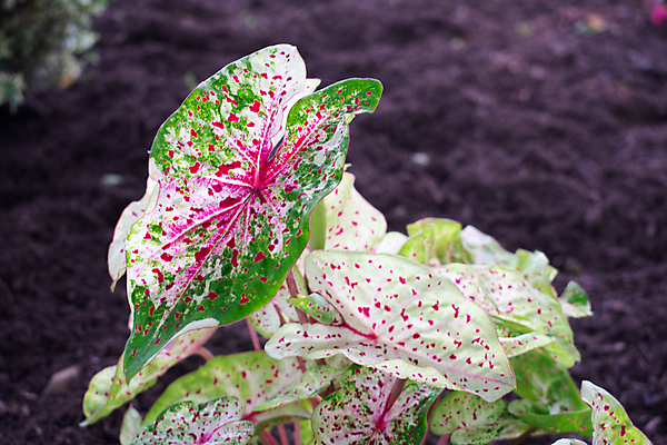 포토 JPG 해외이미지 응시 계절 꽃잎 꽃 선 잎 꽃무늬 밭 손가락 자연 엄마 따뜻함 건강 사람없음 야외 초록색 빛 컬러풀 태양 뷰티 노란색 정원 활발 들꽃 신선 작음 다발 아래 묘사 원예 데이지 냄새 캘리포니아 양귀비 꽃수술 해외포토 자연요소 식물 손 시선 컬러 컨셉 무늬 농업 가족 취미 미국 크기 방향 생태계 위치 파일형식 이미지허브