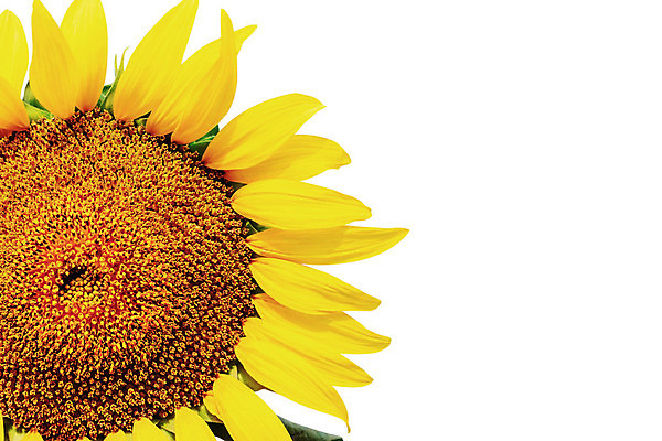 포토 JPG 해외이미지 식물 계절 꽃잎 꽃 백그라운드 꽃무늬 농업 자연 하늘 해바라기 씨앗 풍경 사람없음 야외 여름 컬러풀 햇빛 태양 뷰티 농장 농경지 노란색 정원 맑음 성장 벚꽃 흰색 시골 신선 개화 싱글 질감 꽃가루 내추럴 밭일 세련 해외포토 자연요소 산업 컬러 무늬 날씨 가루 생태계 파일형식 이미지허브