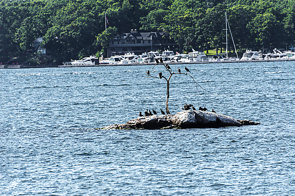 포토 JPG 해외이미지 동물 호수 야생동물 바다 섬 여행 백그라운드 자연 조류 하늘 3 사람없음 야외 물 파란색 검은색 일몰 황무지 작음 댐 뿌리 내추럴 해외포토 자연요소 공공시설 컬러 노을 크기 생태계 파일형식 이미지허브