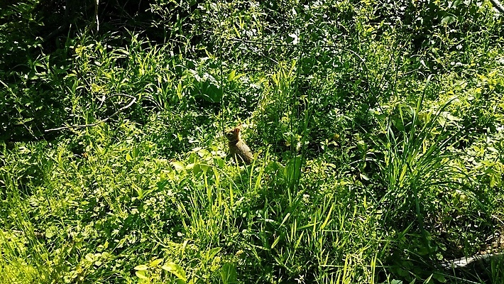 포토 JPG 해외이미지 식물 동물 야생동물 포유류 자연 사람없음 야외 초록색 토끼 작음 해외포토 컬러 반려동물 크기 생태계 파일형식 이미지허브