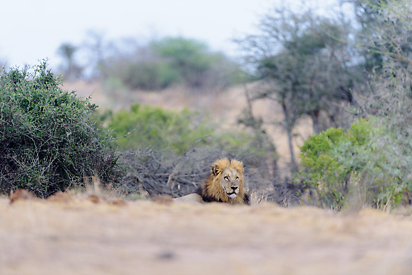 포토 JPG 해외이미지 동물 응시 남자 야생동물 포유류 아프리카 자연 아침 털 사람없음 야외 빛 환경 고양이 사막 황무지 보호 위험 사자 큼 사파리 육식동물 갈기 사냥꾼 사자자리 남쪽 내추럴 동물상 칼라하리 힘찬 해외포토 주간 직업 시선 나라 컨셉 사람 반려동물 조형물 별자리 크기 방향 생태계 파일형식 이미지허브
