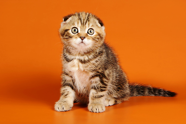 포토 JPG 해외이미지 한마리 응시 새끼 실내 앉기 사람없음 반려동물 귀여움 고양이 스코티시폴드 반려묘 주황색배경 해외포토 동물 1 시선 백그라운드 컨셉 포유류 모션 내부 주황색 파일형식 이미지허브