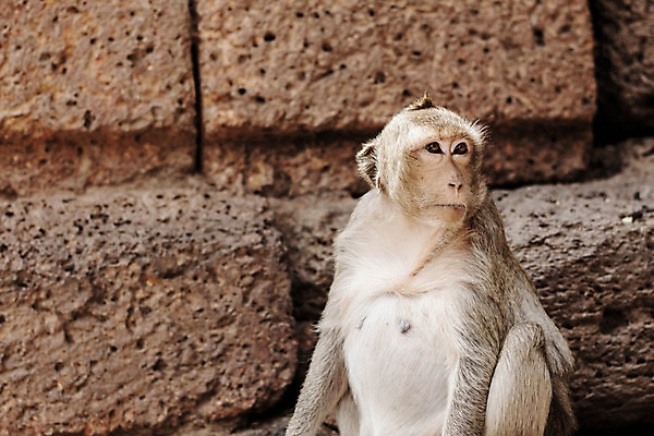 포토 JPG 해외이미지 동물 손 공원 아시아 얼굴 여행 백그라운드 건축양식 가족 태국 자연 엄마 앉기 동양인 사람없음 건물 교회 봄 시골 원숭이 아기 사찰 뜨거움 숲 작음 내추럴 보호구역 옛날 해외포토 건축물 계절 공공시설 건축 나라 포유류 관계 종교건축 모션 사람 인종 신체부위 크기 생태계 구역 파일형식 이미지허브