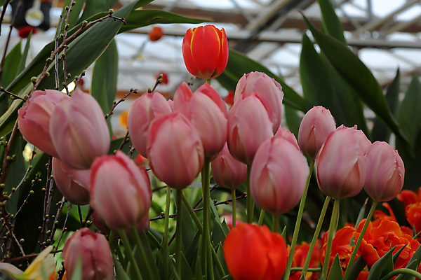 포토 JPG 해외이미지 꽃잎 꽃 백그라운드 사람없음 튤립 화단 해외포토 식물 파일형식 이미지허브