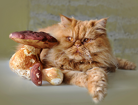 포토 JPG 해외이미지 음식 털 건강 앉기 사람없음 내부 빨간색 반려동물 고양이 버섯 잠 맛 큼 먹기 배고픔 유기농 솜털 생강 내추럴 거짓말 그물버섯 해외포토 동물 웰빙 컬러 컨셉 채소 포유류 모션 크기 파일형식 이미지허브