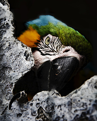 포토 JPG 해외이미지 동물 야생동물 백그라운드 오렌지 자연 조류 동물원 사람없음 초록색 파란색 반려동물 컬러풀 노란색 머리 활발 흰색 황금 닫기 깃털 부리 앵무새 진홍색 내추럴 강렬 고립 이국적 해외포토 컬러 컨셉 과일 모션 신체부위 빨간색 생태계 파일형식 이미지허브