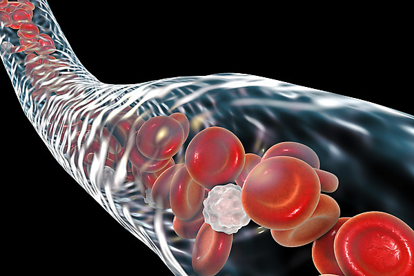 포토 JPG 해외이미지 세포 사람없음 3D 혈관 적혈구 혈구 백혈구 해외포토 장기_의학 디지털합성 파일형식 이미지허브