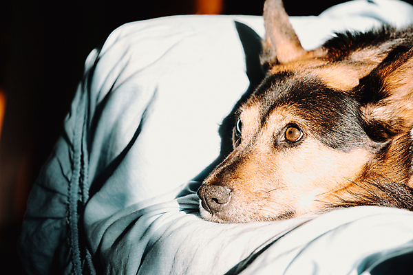 포토 JPG 해외이미지 라이프스타일 남자 행복 거실 포유류 포옹 휴식 주택 함께함 실내 피곤 한명 사람 사람없음 가로 노트북 반려동물 소파 텔레비전 우정 방 잠 개 골든리트리버 강아지 결합 커피잔 가죽 모피 무선전화기 손목시계 코 낮잠 비글 안락의자 송곳니 거짓말 기르기 동반자 카피스페이스 해외포토 동물 1 감정 커피 시계 컨셉 의자 장신구 안기 잔 내부 건물 생활 신체부위 친구 전자제품 공백 리트리버 치아 전화기 돌봄 파일형식 이미지허브