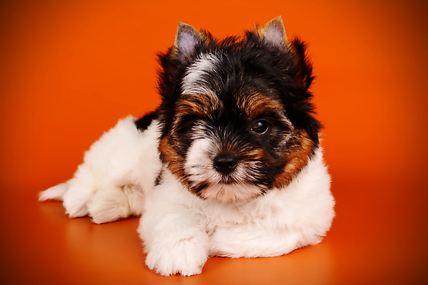 포토 JPG 해외이미지 나무 동물 1 행복 새끼 백그라운드 크리스마스 공 휴가 새로움 털 미소 사람없음 장식 빨간색 반려동물 산타클로스 귀여움 검은색 거울 흰색 개 달콤 강아지 작음 샴페인 요크셔테리어 테리어 연도 활 솜털 송곳니 기르기 비버 삼색 해외포토 식물 기념일 감정 컬러 컨셉 포유류 주류 표정 맛 치아 크기 돌봄 파일형식 이미지허브