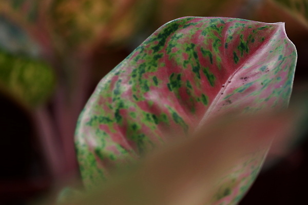 포토 JPG 해외이미지 나무 식물 계절 공원 화초 선 분홍색 백그라운드 잎 꽃무늬 패턴 자연 벽지 추상 사람없음 야외 장식 빨간색 초록색 여름 뷰티 환경 정원 봄 성장 흰색 신선 이름 냄비 숲 작음 질감 상록수 내추럴 양치류 해외포토 공공시설 꽃 컬러 무늬 솥 크기 생태계 파일형식 이미지허브