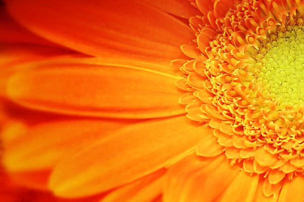 포토 JPG 해외이미지 식물 꽃잎 꽃 백그라운드 꽃무늬 오렌지 자연 사람없음 뷰티 노란색 정원 봄 벚꽃 흰색 묘사 데이지 거베라 고립 해외포토 계절 컬러 무늬 과일 생태계 파일형식 이미지허브