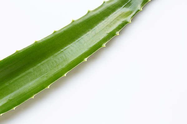 포토 JPG 해외이미지 스튜디오촬영 실내 사람없음 뷰티 흰배경 알로에 해외포토 식물 백그라운드 내부 흰색 파일형식 이미지허브