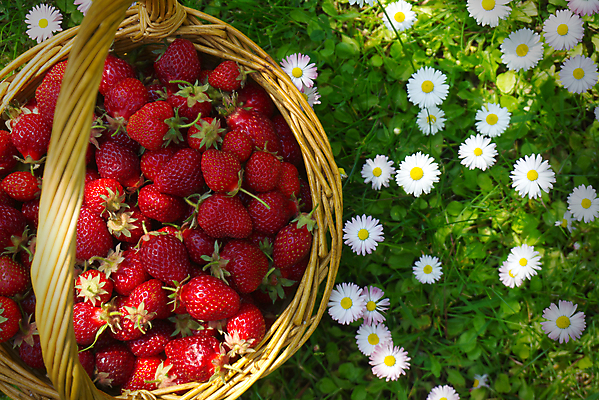 포토 JPG 해외이미지 계절 열매 음식 백그라운드 밭 농업 다이어트 과일 자연 딸기 디저트 건강 사람없음 빨간색 초록색 여름 농장 바구니 정원 봄 수확 신선 선택 달콤 맛 수집 먹기 상쾌 유기농 원예 데이지 날것 내추럴 숙성 해외포토 식물 웰빙 꽃 감정 산업 컬러 컨셉 모션 취미 생태계 파일형식 이미지허브