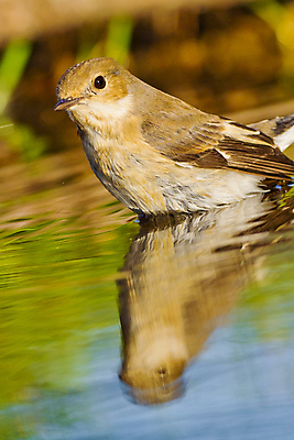 포토 JPG 해외이미지 동물 유럽 음료 야생동물 날개 자연 조류 사람없음 초록색 물 환경 목욕 젖음 다양 연못 스페인 보호 숲 갈증 깃털 생태계 생물학 부리 서식지 동물상 무료 보호구역 생태학 해외포토 자연요소 교육 나라 컬러 다수 컨셉 조형물 청결 구역 파일형식 이미지허브
