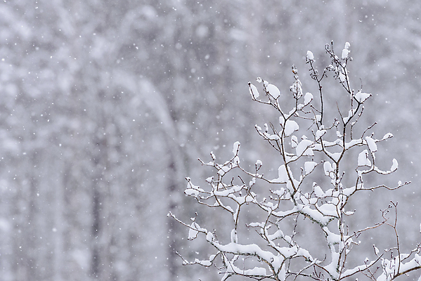포토 JPG 해외이미지 나무 공원 꽃 호수 바다 백그라운드 크리스마스 겨울 패턴 오렌지 자연 하늘 아침 날씨 새로움 산 핀란드 사람없음 야외 목재 파란색 강 환경 보라색 냉동 얼음 추위 흰색 나뭇가지 소나무 저녁 숲 자주색 12월 전나무 눈보라 나쁜 양발 해외포토 주간 자연요소 식물 계절 공공시설 기념일 컬러 컨셉 무늬 과일 재료 눈_날씨 북유럽 날짜 야간 생태계 파일형식 이미지허브