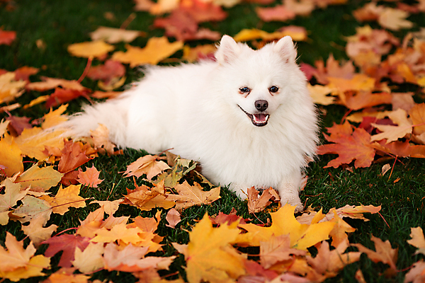 포토 JPG 해외이미지 주간 한마리 반려견 엎드리기 낙엽 사람없음 야외 눕기 산책 강아지 포메라니안 해외포토 자연요소 1 잎 모션 휴식 반려동물 개 파일형식 이미지허브