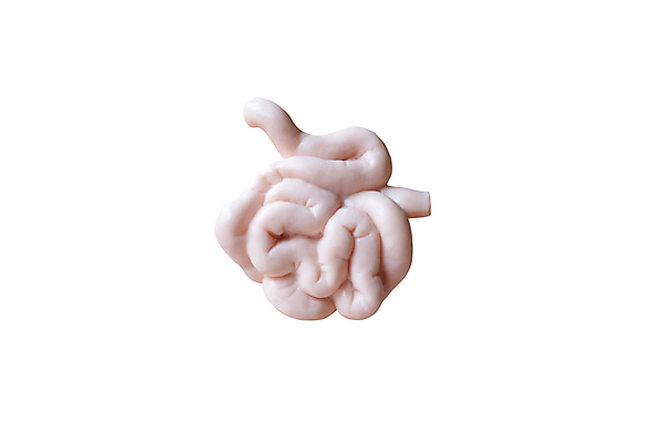 포토 JPG 해외이미지 모델 교육 과학 신체 해부 실내 건강 사람 사람없음 내부 약 의사 오르간 작음 가슴 뇌 생물학 땀 시스템 몸통 암 해외포토 의학 신체부위 의료진 건반악기 질병 크기 파일형식 이미지허브