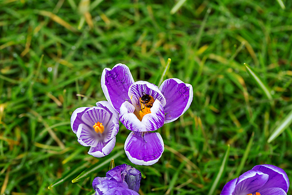포토 JPG 해외이미지 식물 동물 계절 꽃잎 꽃 곤충 꽃무늬 자연 사람없음 야외 컬러풀 보라색 봄 줄무늬 활발 벚꽃 개화 닫기 꿀벌 작음 수분 제비꽃 묘사 꽃가루 꿀 라일락 내추럴 영원 호박벌 해외포토 컬러 컨셉 무늬 모션 벌_곤충 크기 가루 생태계 파일형식 이미지허브