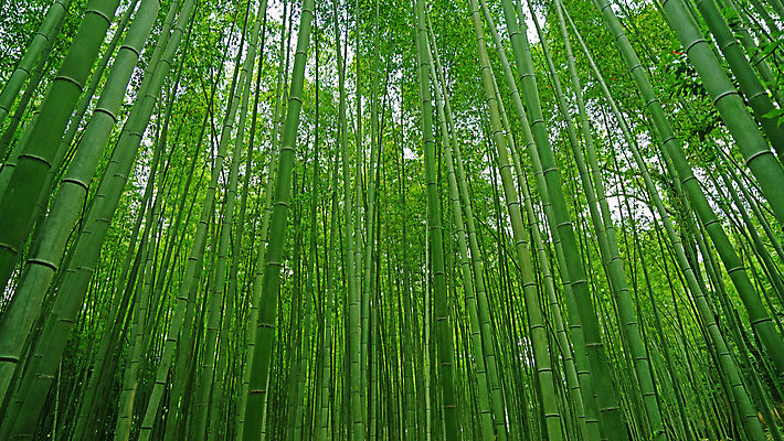 포토 JPG 해외이미지 주간 나무 식물 공원 아시아 문화 도로 길 선 백그라운드 잎 자연 벽지 아이디어 동양인 사람없음 야외 목재 장식 초록색 뷰티 평화 정원 일본 중국 성장 숲 대나무 내추럴 교토 해외포토 자연요소 공공시설 나라 컬러 컨셉 재료 교통시설 인종 생태계 파일형식 이미지허브