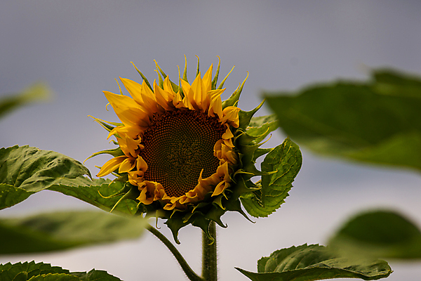 포토 JPG 해외이미지 계절 꽃 행복 문화 백그라운드 밭 자연 날씨 휴가 해바라기 건강 파노라마 사람없음 초록색 파란색 태양 노란색 환경 맑음 페인트 이탈리아 시골 신용카드 행운 농부 큼 천국 멀리 제비 8월 밭일 생태학 어안 토스카나 수평선 해외포토 자연요소 식물 직업 교육 감정 유럽 컬러 컨셉 농업 조류 촬영기법 금융 날짜 크기 생태계 파일형식 이미지허브