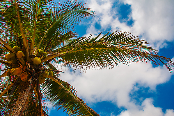 포토 JPG 해외이미지 나무 식물 배너 섬 여행 백그라운드 잎 자연 하늘 휴가 휴식 프레임 손바닥 사람없음 야외 초록색 파란색 햇빛 태양 환경 맑음 봄 수확 나뭇가지 휴양지 복고 코코넛 내추럴 공화국 오아시스 이국적 파라다이스 필터 스타일 효과 해외포토 자연요소 손 계절 나라 컬러 컨셉 농업 과일 날씨 장소 생태계 파일형식 이미지허브