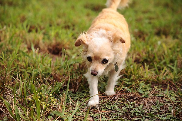 포토 JPG 해외이미지 동물 자연 사람없음 반려동물 달리기 탐험 개 치와와 송곳니 해외포토 포유류 모션 치아 생태계 파일형식 이미지허브