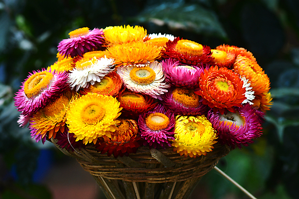 포토 JPG 해외이미지 식물 꽃 산업 종이 분홍색 나비 백그라운드 꽃무늬 패턴 오렌지 자연 국화 사람없음 장식 초록색 컬러풀 뷰티 노란색 머리 정원 봄 수확 벚꽃 흰색 신선 황금 호주 작음 열대우림 질감 밀짚 내추럴 해외포토 계절 컬러 곤충 무늬 농업 과일 신체부위 오세아니아 짚 숲 크기 생태계 파일형식 이미지허브