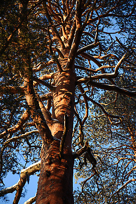 포토 JPG 해외이미지 나무 식물 계절 공원 백그라운드 크리스마스 겨울 자연 하늘 추상 풍경 사람없음 야외 목재 초록색 파란색 빛 뷰티 갈색 환경 맑음 냉동 일몰 추위 흰색 나뭇가지 시골 소나무 숲 큼 질감 서리 장면 나무껍질 북쪽 마법 내추럴 옛날 해외포토 공공시설 기념일 컬러 무늬 재료 날씨 노을 껍질 크기 방향 생태계 파일형식 이미지허브
