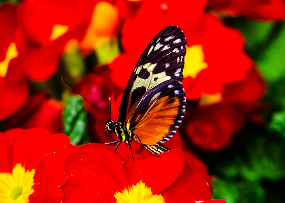 포토 JPG 해외이미지 동물 여자 남자 나비 곤충 백그라운드 날개 오렌지 멕시코 종류 사람없음 컬러풀 노란색 검은색 활발 붓 호랑이 황금 강렬 보유 아마존 이국적 페루 해외포토 컬러 컨셉 북아메리카 과일 포유류 사람 남아메리카 파일형식 이미지허브