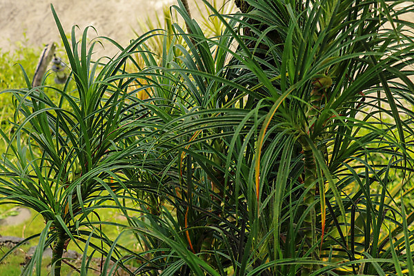 포토 JPG 해외이미지 나무 식물 공원 음식 바다 백그라운드 잎 패턴 오렌지 과일 자연 건강 손바닥 씨앗 사람없음 야외 장식 빨간색 초록색 햇빛 환경 정원 활발 성장 나사 신선 소나무 그룹 큼 허브 유기농 질감 내추럴 숙성 해외포토 손 웰빙 공공시설 컬러 컨셉 무늬 태양 공구 크기 생태계 파일형식 이미지허브