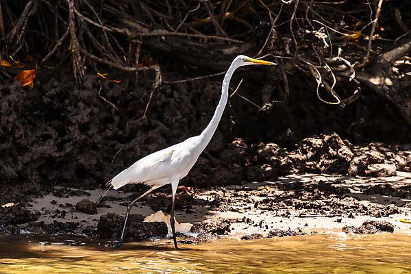 포토 JPG 해외이미지 나무 동물 한마리 공원 호수 야생동물 백그라운드 날개 자연 조류 서기 사람없음 야외 물 빛 강 뷰티 노란색 검은색 봄 흰색 연못 호주 습지 큼 왜가리 사파리 깃털 부리 뿌리 목 물새 동물상 플로리다 해외포토 자연요소 식물 1 계절 공공시설 컬러 모션 신체부위 조형물 미국 오세아니아 크기 생태계 파일형식 이미지허브
