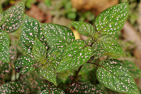 포토 JPG 해외이미지 식물 꽃 분홍색 과학 백그라운드 잎 패턴 자연 사람없음 야외 장식 빨간색 초록색 컬러풀 정원 물방울무늬 봄 흰색 신선 점 냄비 관목 원예 질감 상록수 내추럴 고립 마다가스카르 영원 해외포토 나무 계절 컬러 무늬 취미 솥 생태계 파일형식 이미지허브