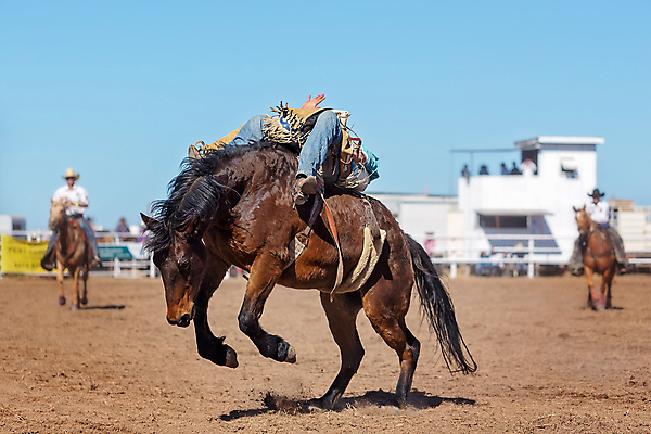 포토 JPG 해외이미지 동물 남자 밧줄 스포츠 포즈 모션 부츠 이벤트 사람없음 달러 점프 가축 경쟁 경기장 공연 시골 자신감 거친 승마 카우보이 호주 승차 주식 위험 속도 먼지 로데오 라이더 서쪽 어려움 오지 해외포토 감정 줄 신발 컨셉 돈 스포츠시설 사람 금융 오세아니아 방향 파일형식 이미지허브