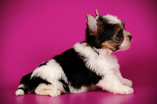 포토 JPG 해외이미지 동물 1 행복 새끼 백그라운드 새로움 털 미소 사람없음 빨간색 반려동물 귀여움 검은색 거울 흰색 개 달콤 강아지 작음 요크셔테리어 테리어 활 솜털 송곳니 기르기 비버 삼색 해외포토 감정 컬러 컨셉 포유류 표정 맛 치아 크기 돌봄 파일형식 이미지허브