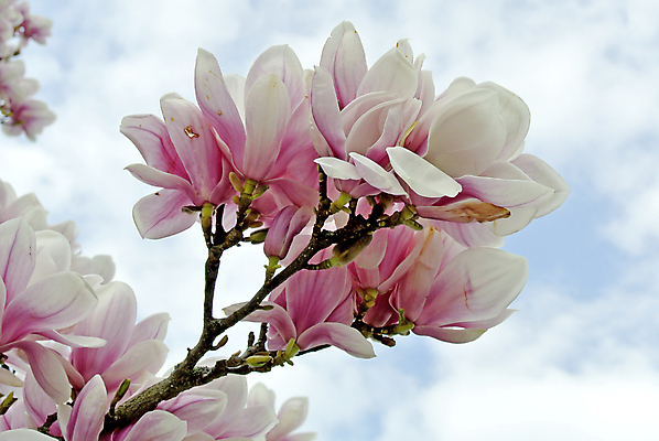 포토 JPG 해외이미지 주간 근접촬영 사람없음 야외 봄 목련 해외포토 자연요소 계절 꽃 뷰포인트 파일형식 이미지허브