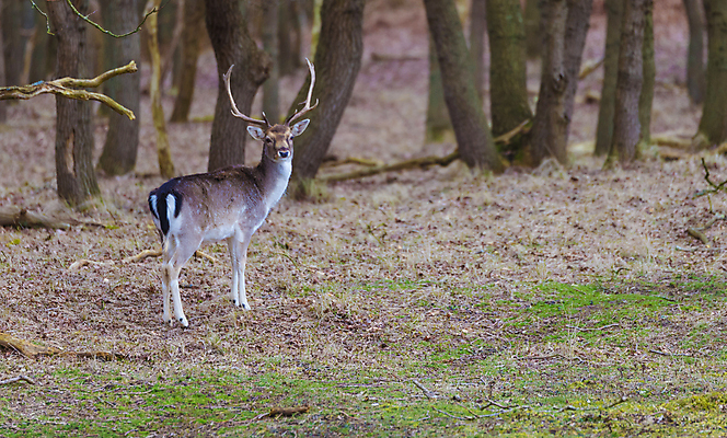 포토 JPG 해외이미지 식물 동물 남자 유럽 야생동물 밭 포유류 자연 사슴 뿔 풍경 사람없음 야외 초록색 갈색 환경 달러 봄 나뭇가지 시골 우아함 숲 수줍음 사냥 냄새 사냥꾼 내추럴 동물상 해외포토 나무 직업 계절 감정 나라 컬러 컨셉 돈 농업 사람 조형물 생태계 파일형식 이미지허브