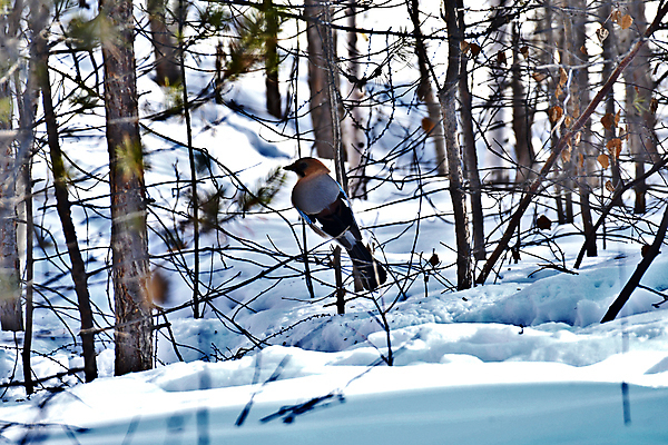포토 JPG 해외이미지 동물 조류 사람없음 컬러풀 부리 해외포토 컬러 파일형식 이미지허브