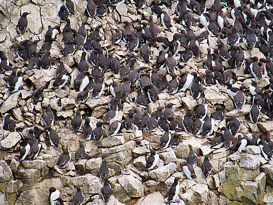 포토 JPG 해외이미지 유럽 야생동물 바다 날개 자연 조류 사람없음 검은색 흰색 둥지 내추럴 동물상 식민지 펨브룩셔 해외포토 동물 나라 컬러 조형물 생태계 파일형식 이미지허브