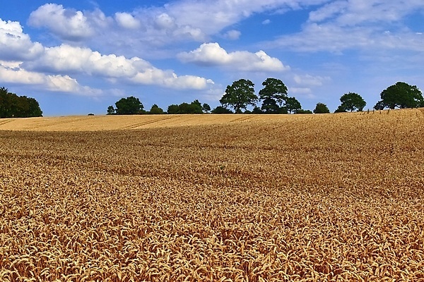 포토 JPG 해외이미지 나무 식물 구름 유럽 음식 밭 농업 자연 하늘 건조 독일 옥수수 풍경 사람없음 초록색 여름 파란색 농작물 농장 노란색 환경 봄 수확 성장 가을 시골 원형 건초더미 볏짚 낟알 땅 시리얼 밀 유기농 질감 추수감사절 뭉치 밀짚 밭일 숙성 호밀 카피스페이스 해외포토 자연요소 도형 웰빙 계절 나라 산업 기독교 컬러 곡류 공백 건초 짚 생태계 파일형식 더미 이미지허브