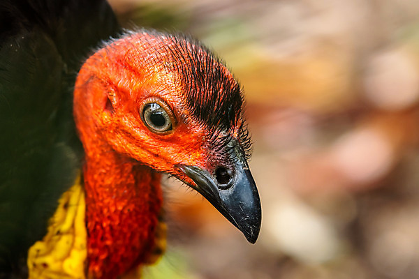 포토 JPG 해외이미지 동물 남자 야생동물 잎 자연 조류 산 경고 사람없음 야외 빨간색 초록색 컬러풀 갈색 노란색 머리 검은색 붓 닫기 호주 씻기 소프트포커스 숲 큼 열대우림 깃털 부리 대머리 칠면조 동물상 해외포토 식물 헤어스타일 컬러 모션 촬영기법 사람 신체부위 조형물 청결 오세아니아 크기 생태계 파일형식 이미지허브