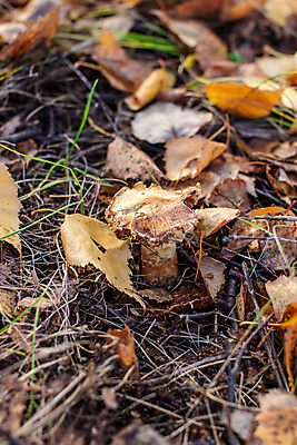포토 JPG 해외이미지 식물 계절 음식 백그라운드 단풍 잎 다이어트 채소 오렌지 자연 건강 요리 사람없음 야외 목재 빛 태양 갈색 노란색 버섯 신선 황금 숲 위험 큼 수집 유기농 날것 내추럴 곰팡이 그물버섯 땅바닥 수집가 식용 채식주의자 캡모자 해외포토 자연요소 나무 직업 모자_잡화 웰빙 컬러 컨셉 과일 재료 바닥 크기 생태계 채식 파일형식 이미지허브