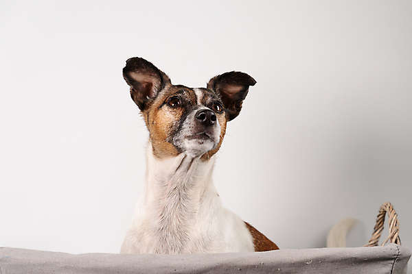 포토 JPG 해외이미지 스튜디오촬영 전신 동물 한마리 1 라이프스타일 여자 행복 얼굴 포즈 백그라운드 자연 휴식 앉기 사람없음 반려동물 갈색 흰색 표현 입 유머 개 강아지 작음 테리어 귀 솜털 해외포토 감정 컬러 컨셉 포유류 모션 실내 사람 생활 신체부위 크기 생태계 파일형식 이미지허브