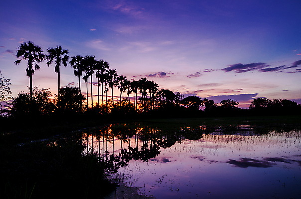 포토 JPG 해외이미지 나무 식물 구름 실루엣 아시아 여행 잎 밭 태국 자연 하늘 밥 추상 손바닥 그림자 동양인 풍경 사람없음 물 여름 파란색 빛 뷰티 반사 일출 검은색 일몰 새벽 시골 큼 설탕 자두 내추럴 해외포토 자연요소 손 계절 나라 음식 컬러 무늬 농업 과일 촬영기법 인종 노을 크기 생태계 파일형식 이미지허브