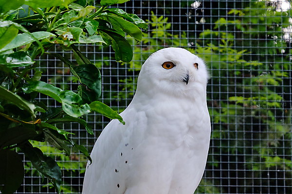포토 JPG 해외이미지 나무 동물 공원 행복 얼굴 야생동물 음식 백그라운드 날개 자연 조류 표정 앉기 사람없음 야외 흰색 나뭇가지 닫기 큼 먹이 먹기 깃털 부리 독수리 육식동물 부엉이 사냥꾼 서식지 노려봄 내추럴 도예가 옛날 직진 눈내림 해외포토 식물 직업 공공시설 감정 컬러 모션 눈_날씨 신체부위 크기 생태계 파일형식 이미지허브